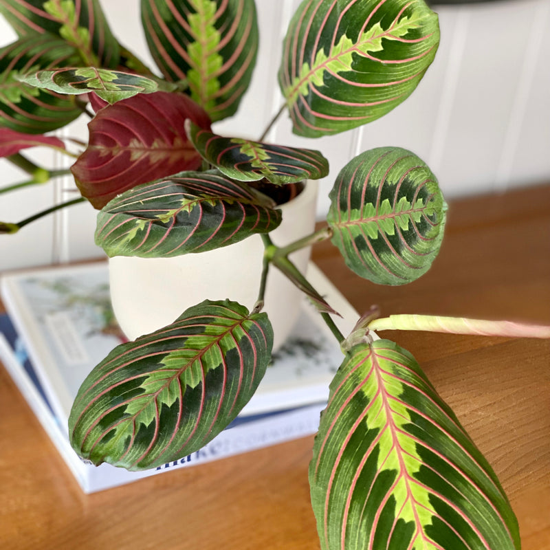 Prayer Plant & Pot