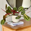 Prayer Plant & Pot