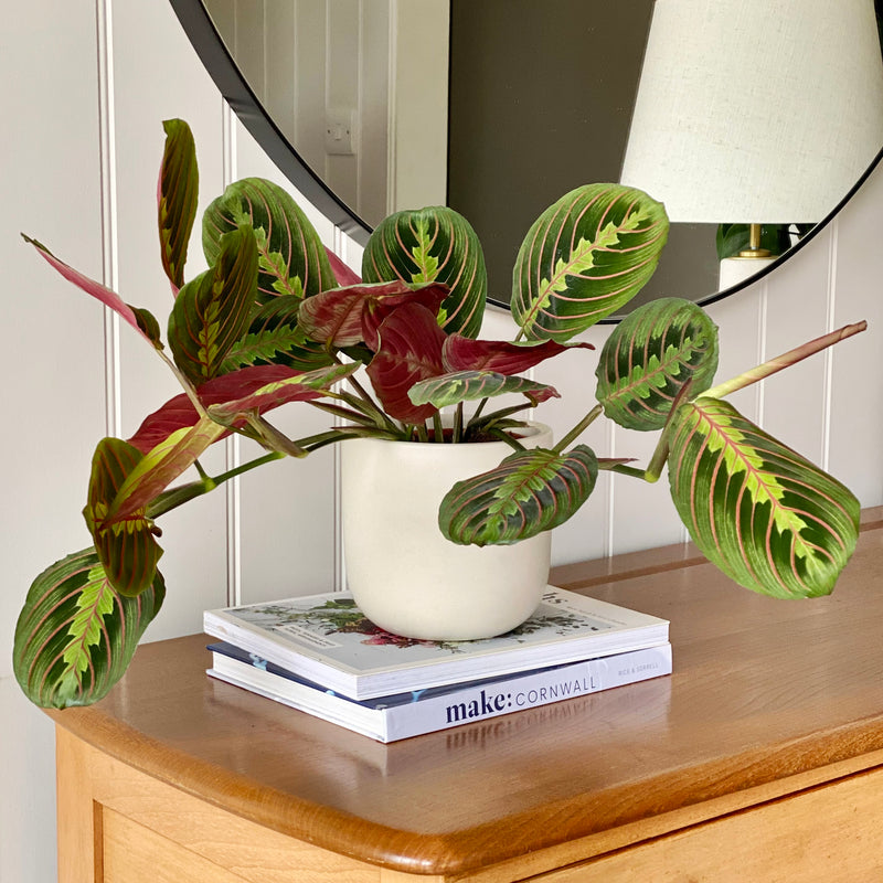 Prayer Plant & Pot