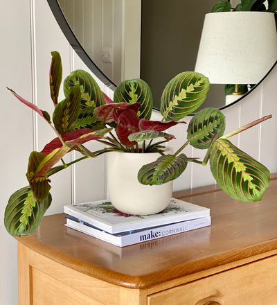 prayer plant self watering pot Prayer Plant | Maranta Leuconeura