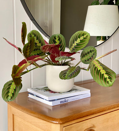 Prayer Plant & Graphite Earthenware