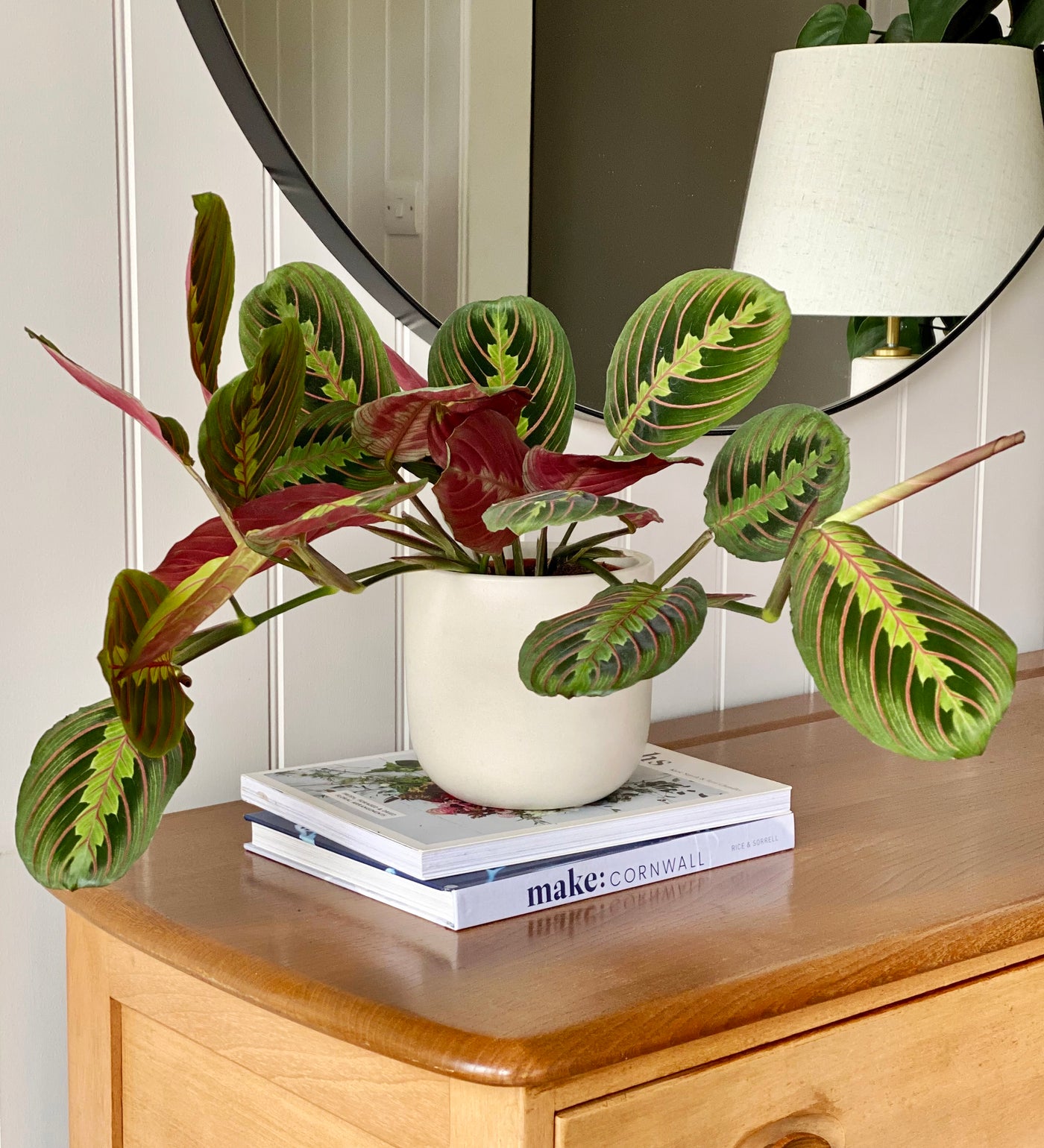 Prayer Plant & Pot