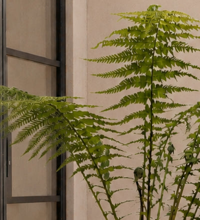 Tree Fern