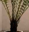 Tree Fern