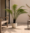 Tree Fern