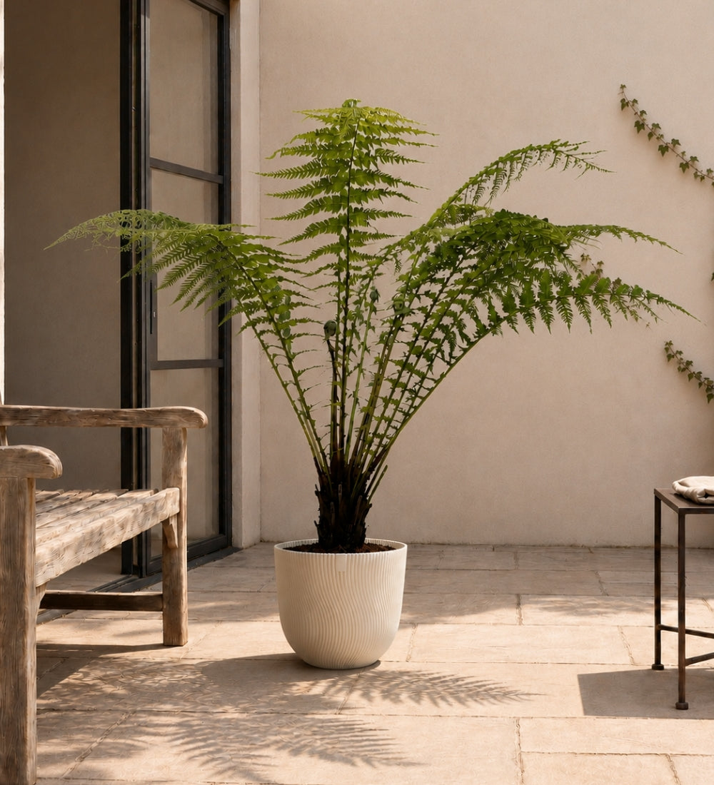 Tree Fern