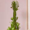 Euphorbia Trigona & Pot