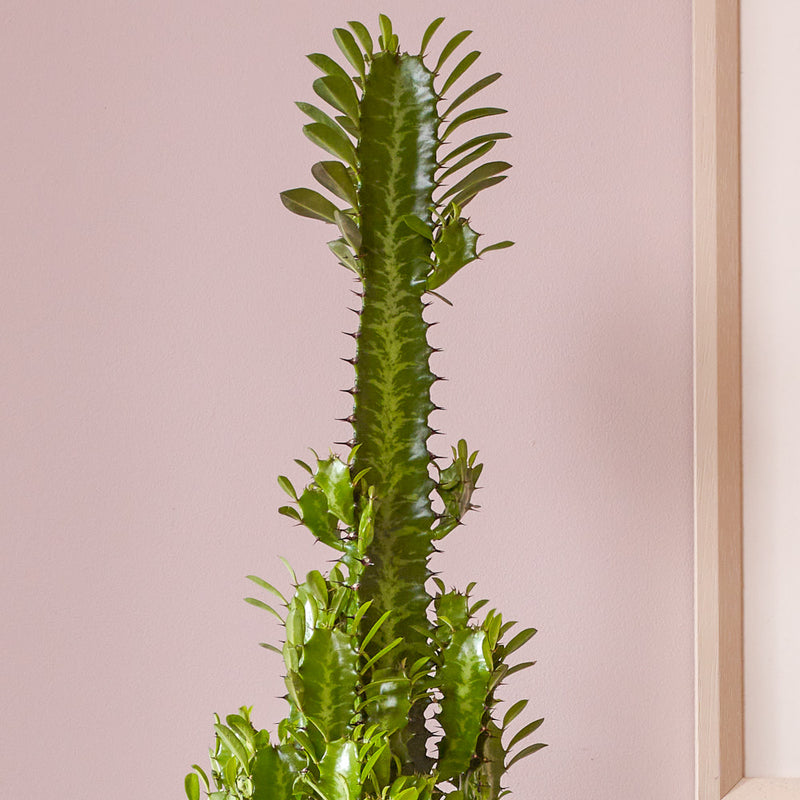 Euphorbia Trigona & Pot