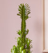 Euphorbia Trigona & Pot