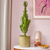 Euphorbia Trigona & Pot