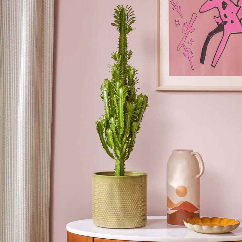 Euphorbia Trigona & Pot