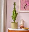Euphorbia Trigona & Pot