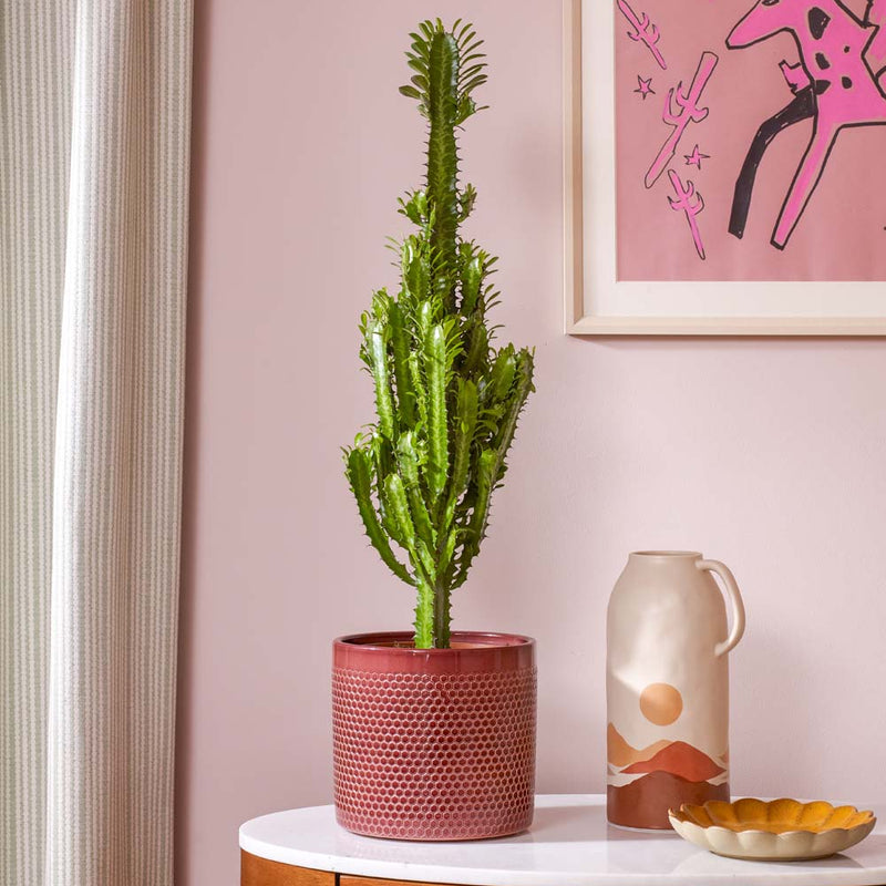 Euphorbia Trigona & Pot