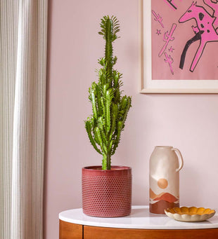 Euphorbia Trigona & Pot