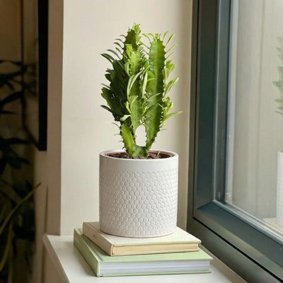Euphorbia Trigona & Pot