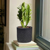 Euphorbia Trigona & Pot