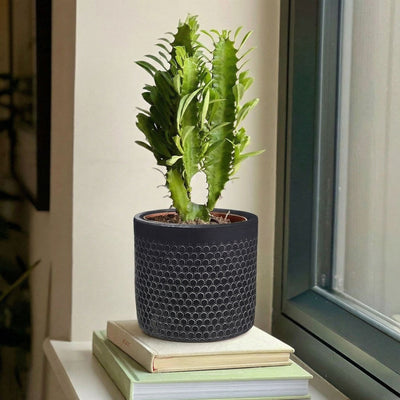 Euphorbia Trigona & Pot
