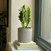 Euphorbia Trigona & Pot