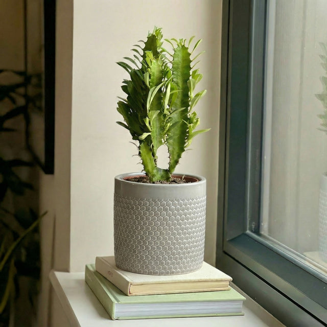 Euphorbia Trigona & Pot
