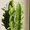 Euphorbia Trigona & Pot
