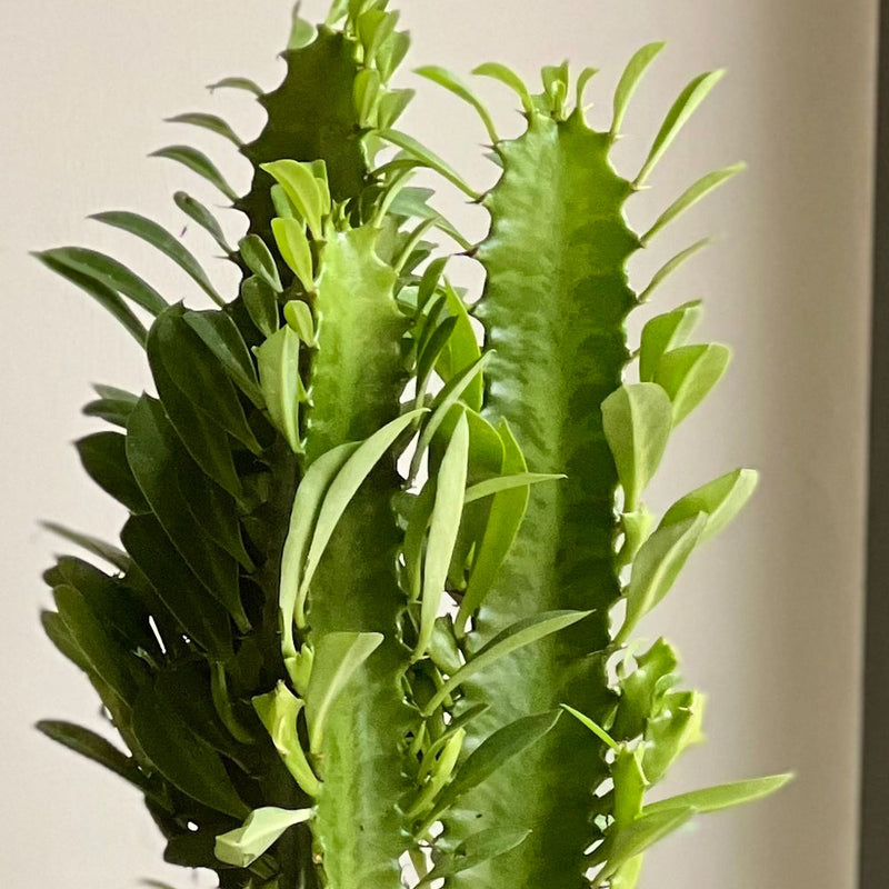 Euphorbia Trigona & Pot
