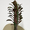 Mini Euphorbia Trigona Rubra & pot