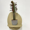 Mini Euphorbia Trigona Rubra & pot