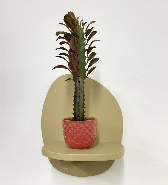 Mini Euphorbia Trigona Rubra & pot