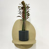 Mini Euphorbia Trigona Rubra & pot