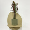 Mini Euphorbia Trigona Rubra & pot