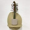 Mini Euphorbia Trigona Rubra & pot