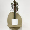 Mini Euphorbia Trigona Rubra & pot