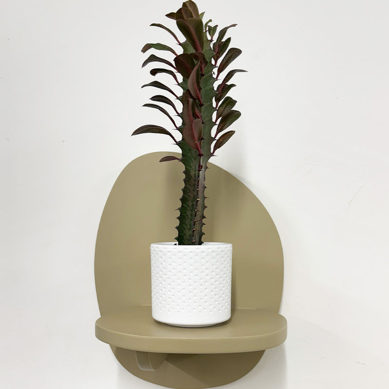 Mini Euphorbia Trigona Rubra & pot