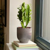 Euphorbia Trigona & Pot