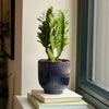 Euphorbia Trigona & Pot