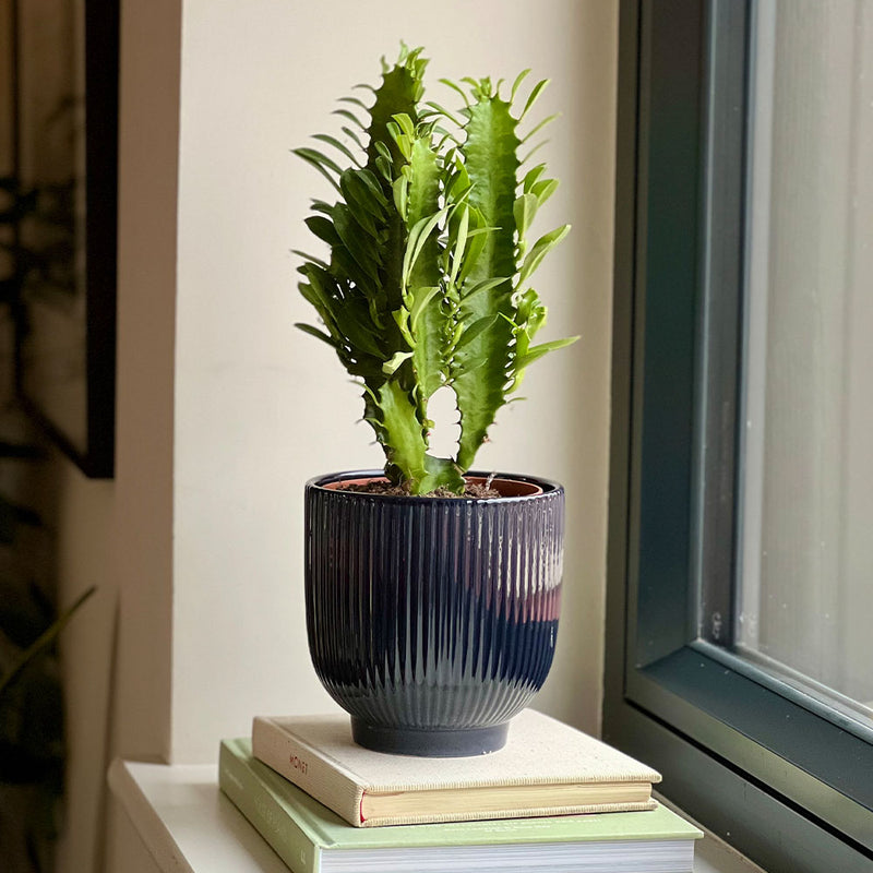 Euphorbia Trigona & Pot