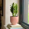 Euphorbia Trigona & Pot