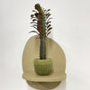 Mini Euphorbia Trigona Rubra & pot