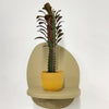 Mini Euphorbia Trigona Rubra & pot