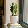 Euphorbia Trigona & Pot