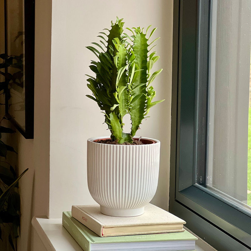 Euphorbia Trigona & Pot
