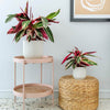 Calathea Triostar