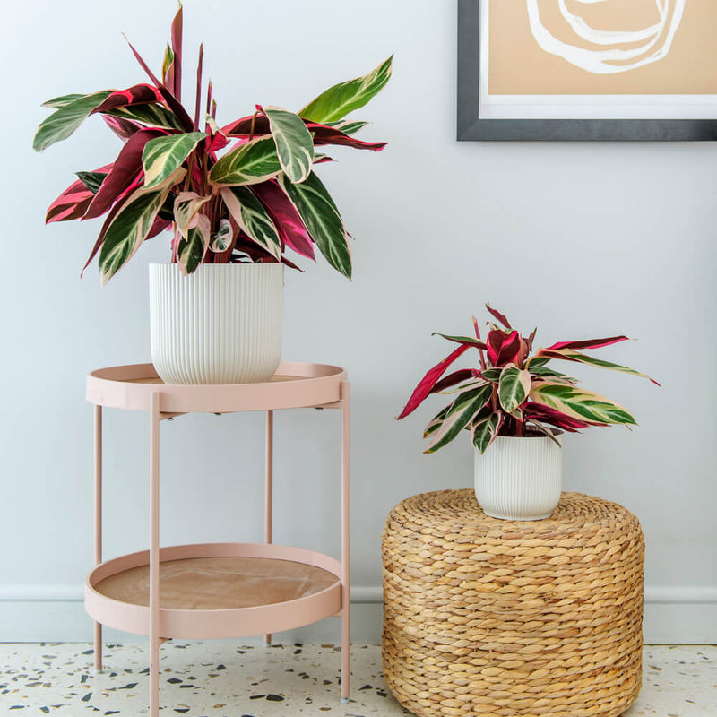 Calathea Triostar