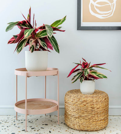 Calathea Triostar