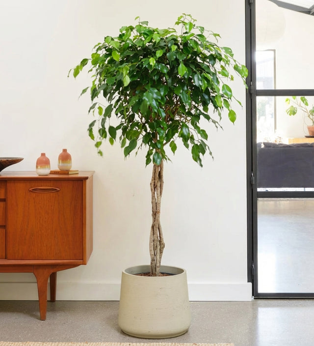 Ficus Benjamina Twisted Stem