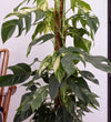 Variegated Epipremnum Pinnatum on Mosspole