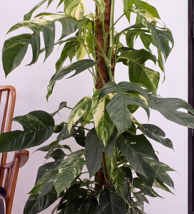 Variegated Epipremnum Pinnatum on Mosspole