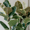 Ficus Robusta Tineke