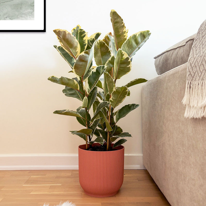 Ficus Robusta Tineke