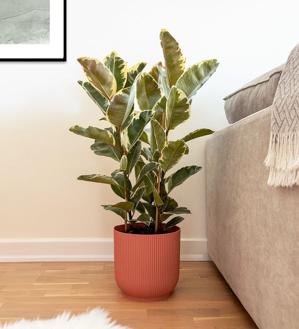 Ficus Robusta Tineke